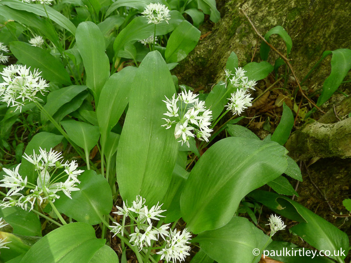 wild garlic flowers and leaves