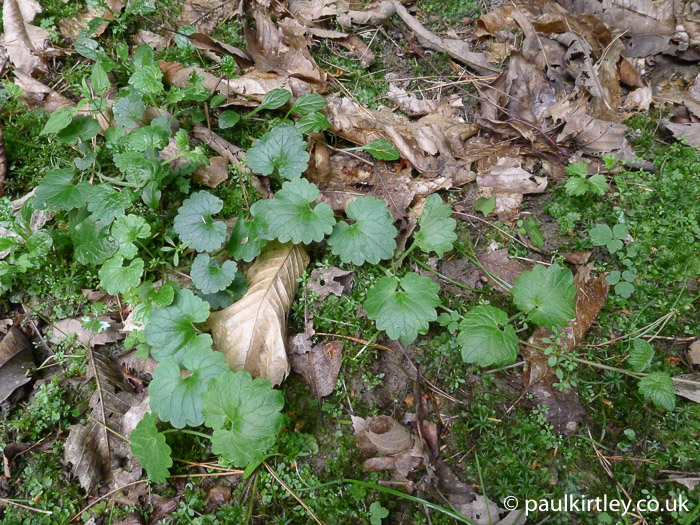 Ground ivy, Glechoma hederacea, leaves 