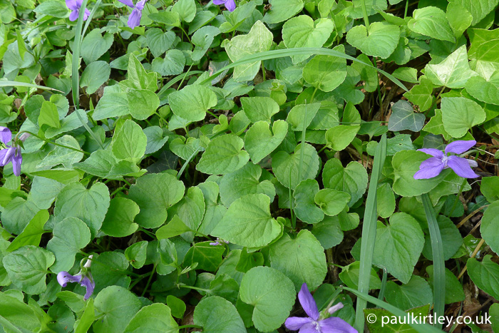 leaves of violets, viola species