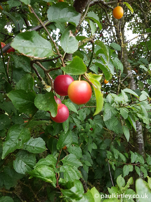 cherry plums in a hedge