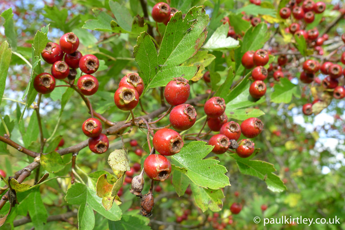 Hawthorn tree fruit