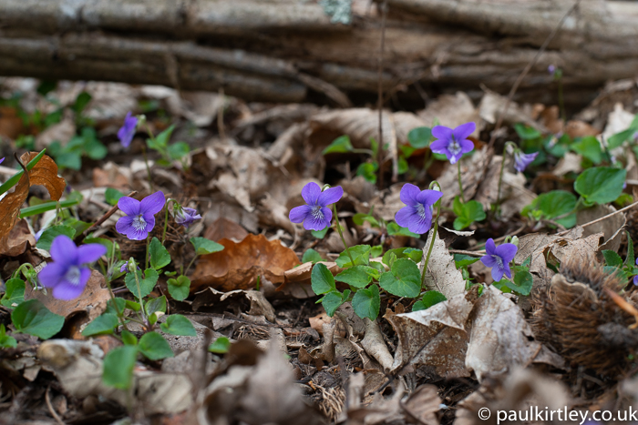 purple flowers, like pansies, in the woods