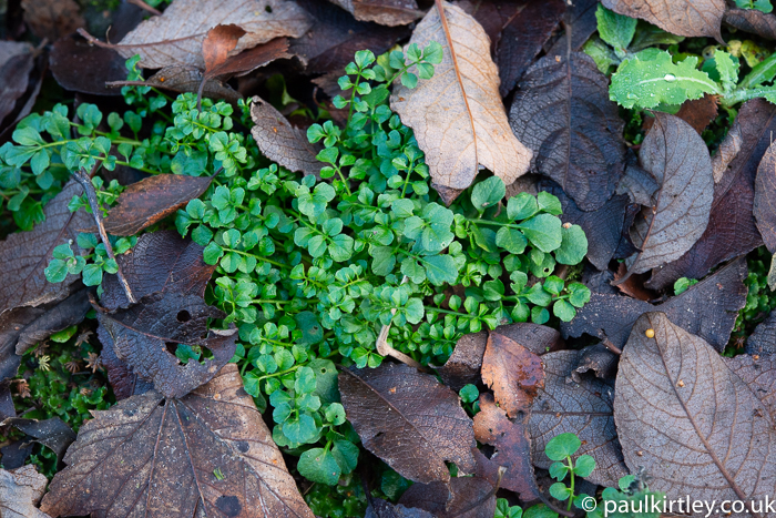 Bittercress rosette, Cardamine genus