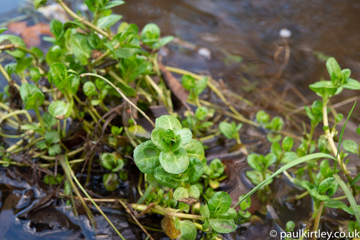 Fleshy, succulent plant in English stream