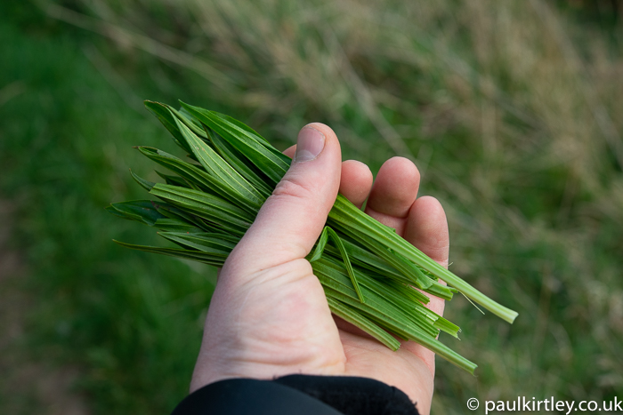 Lance-shaped leaves with ribs in the hand