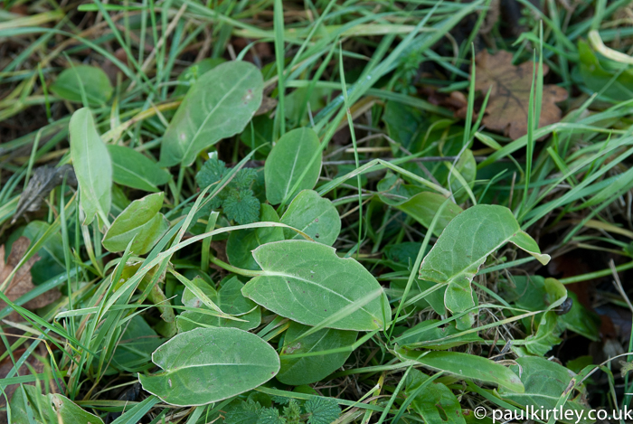 Simple, elongated, fleshy leaves