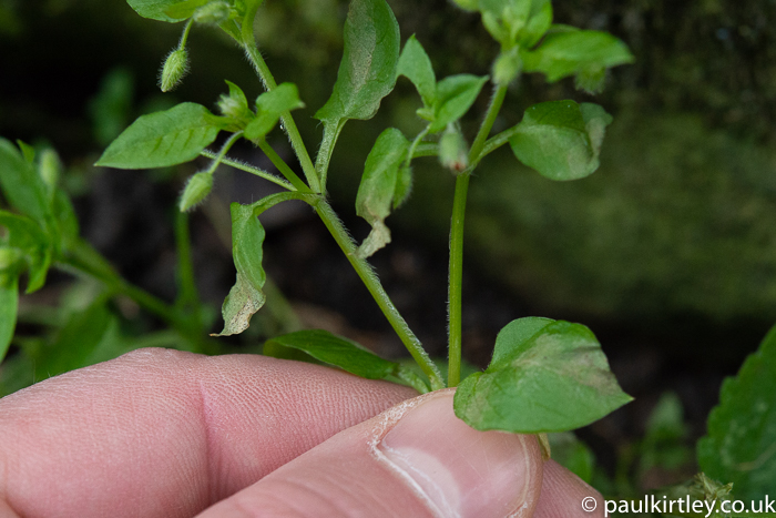 Small green plant with line of hairs up the stem