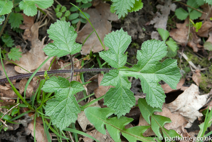 Low growing plant leaf with someting of a feather-like structure