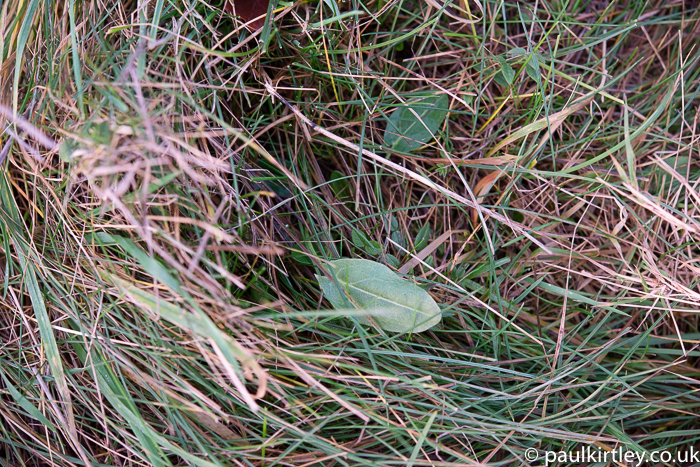 Flat green leaf in amongst blades of grass