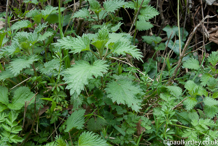 Very good example of young stinging nettle