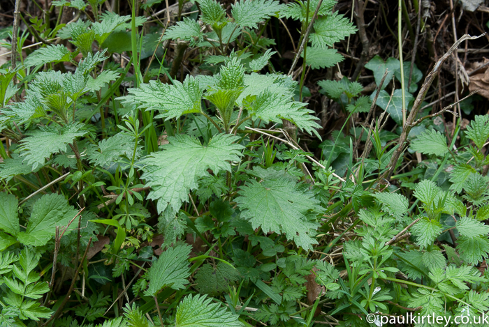 In Search Of Winter Greenery: Twelve Candidates For Frosty Foraging