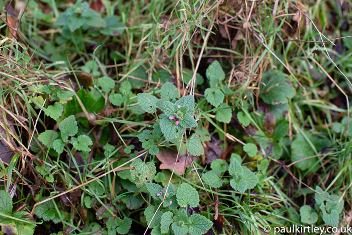 Nettle-like plants with small pink-purple flowers