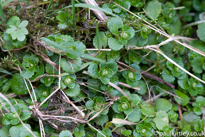 Little green lettuce-like plants