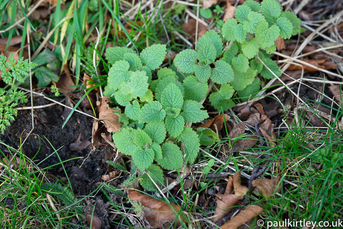 small nettle-like plants that are not actually stinging nettles