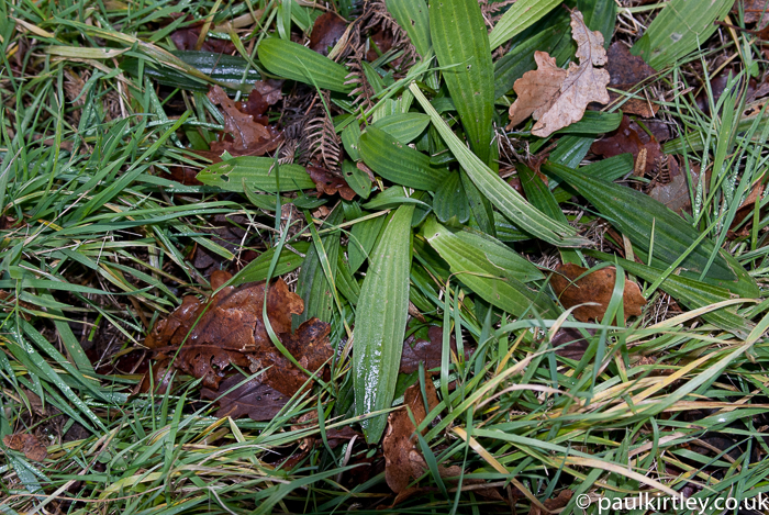 Elongated, strap-like leaves, with spear shape and ribs