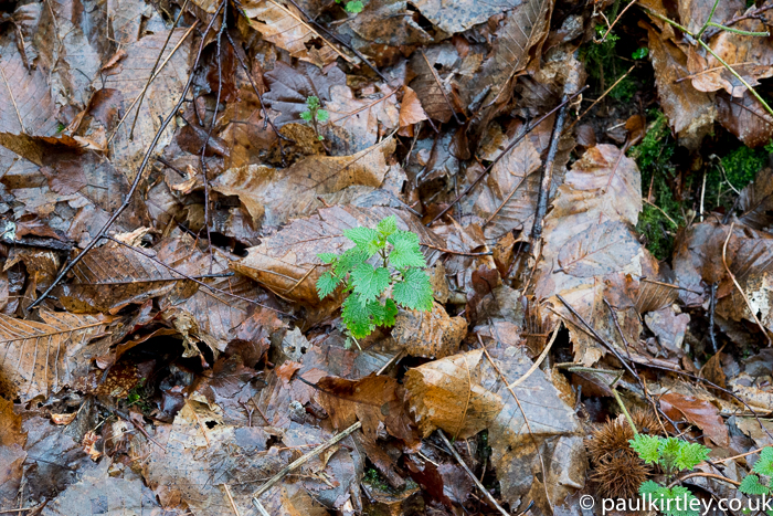 Small plant with jagged leaves arrnaged in opposite pairs