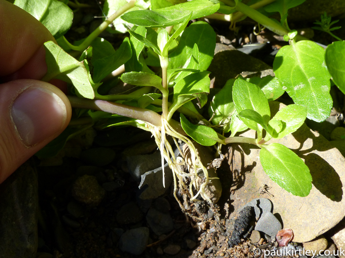 little roots coming from trailing stem of plant underneath where leaf is attached