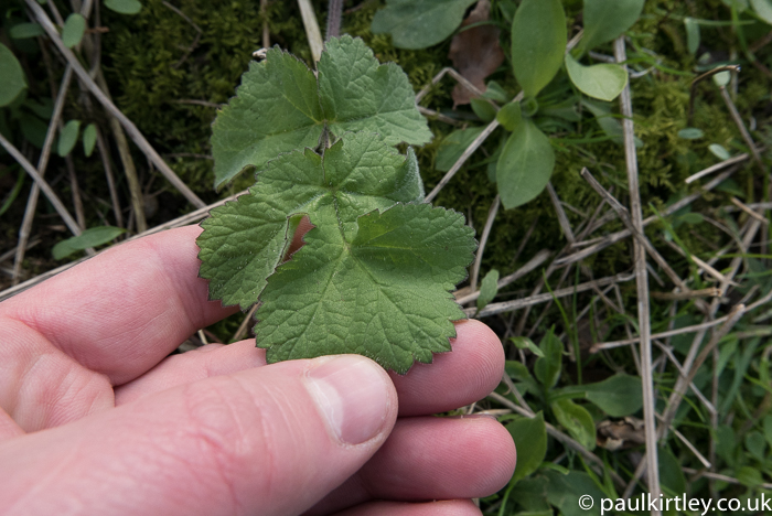 Young leaf of common hogweed, Heracleum sphondylium