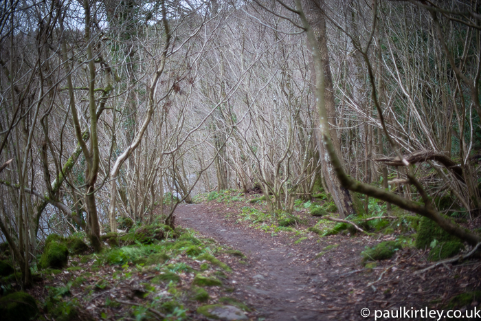 Skeletal woods in the north of England.