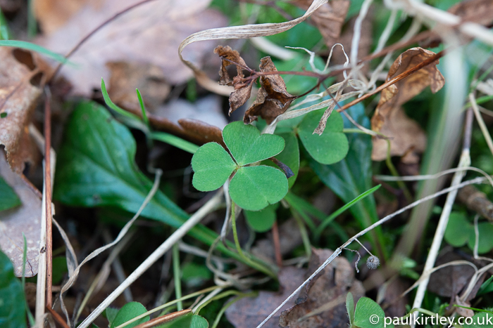 shamrock-shaped plant in the forest, a bit like clover