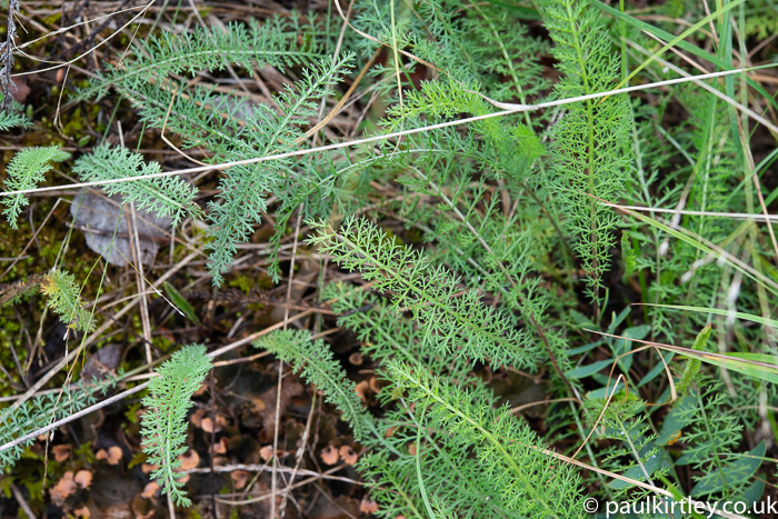 frilly, feathery green leaves in the winter