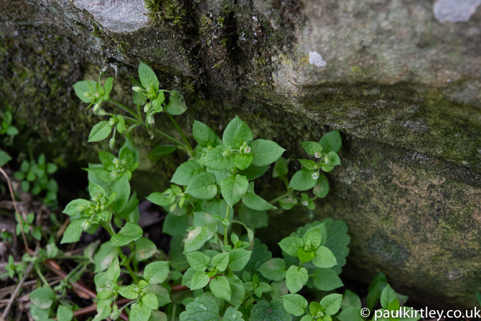 Small green plant growing at the base of a wall