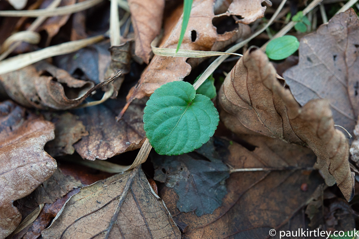 heart-shaped green leaf in amongst brown leaf litter