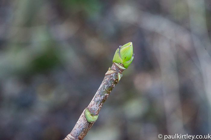 Fat, green bud on tree branch
