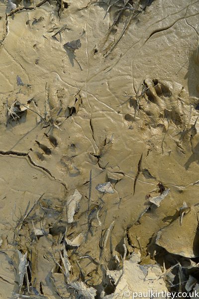little footprints with claws in mud