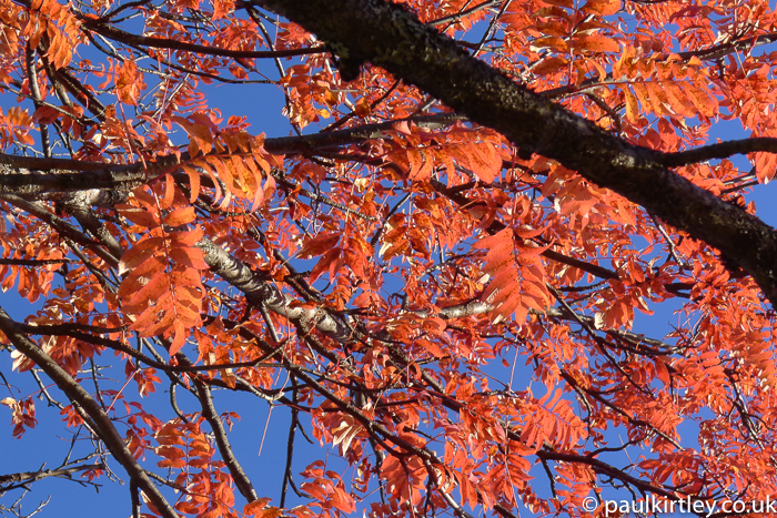 red leaves on Sorbus aucuparia