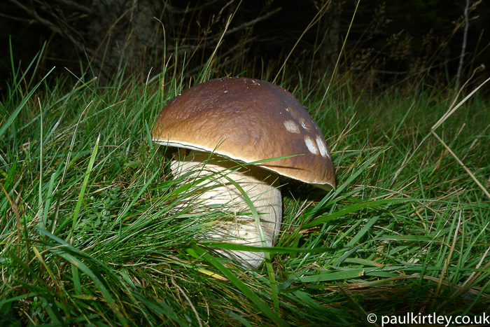 big mushroom looks like a bread bun