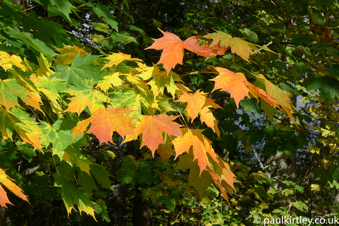 Norway maple on the turn in Scotland.