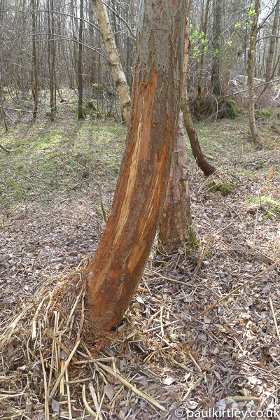 willow tree with veritcal markings and bark shredded into tatters