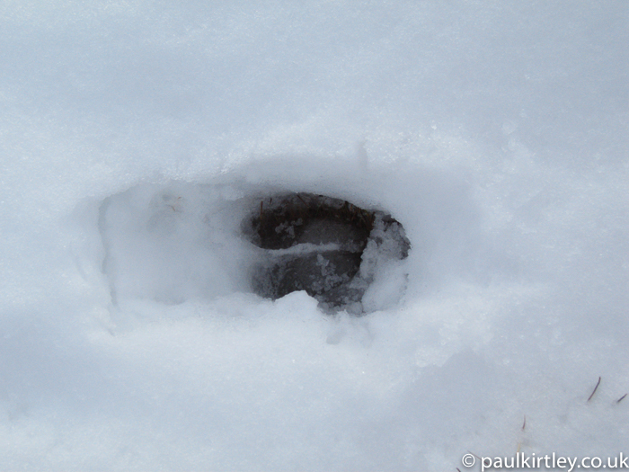 hooved footprint in deep snow