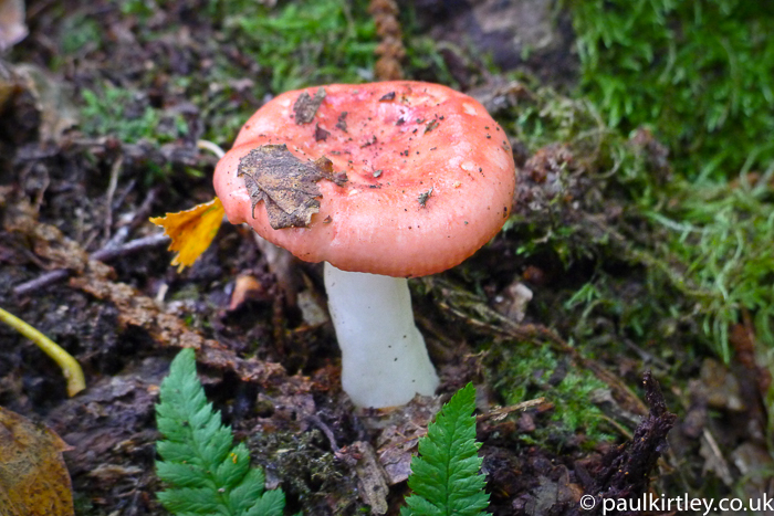 Mushroom with red cap but no spots and white stem