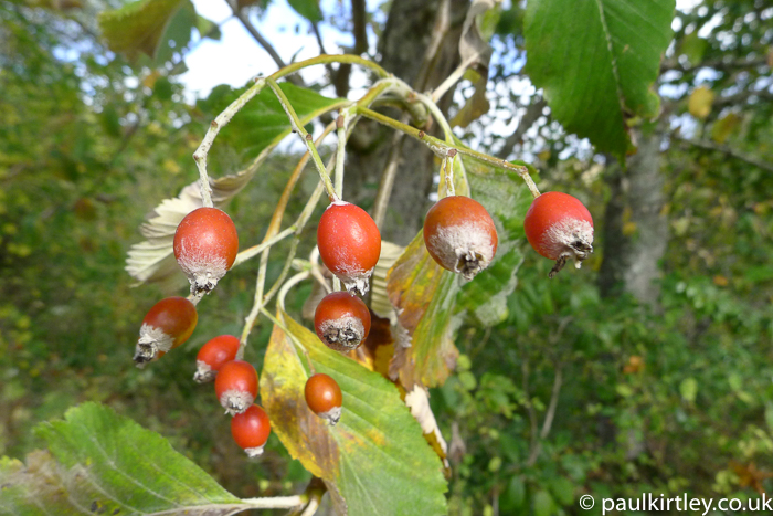 Red berries with white fluff on tree in Scotland