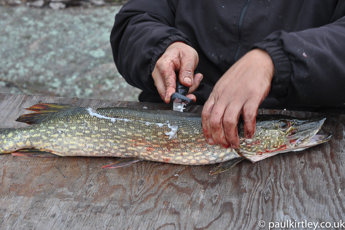 Pike three fillet method - top strip.