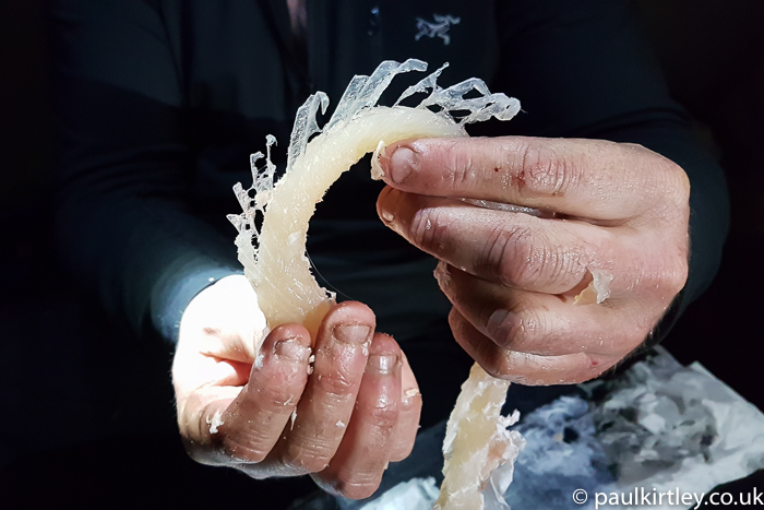 A strip of pike fish flesh with Y-bones attached. 