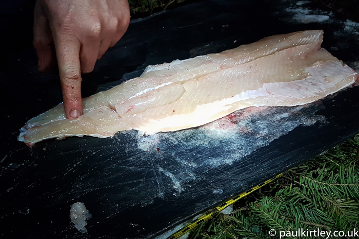 Making cuts so that Y-bones can be removed from pike fish flesh. 