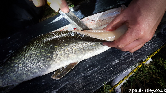 Taking large fillets off a northern pike