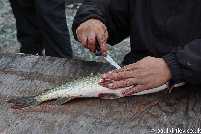 Three fillet pike cleaning method