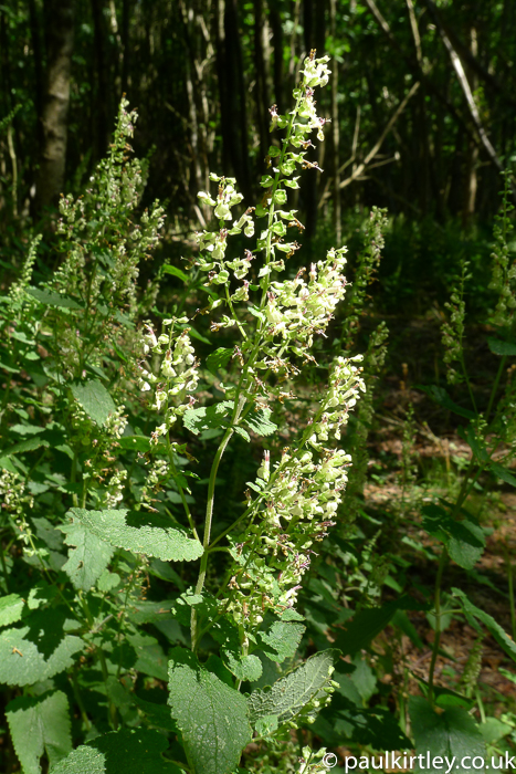 Upright herbaceous plant with delicate yellow flowers in sunlight in British woodland