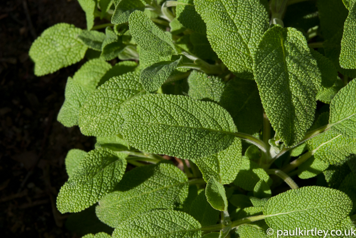 Crinkly green sage leaves