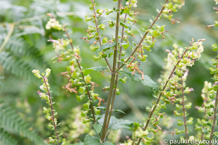 Branched stems with flower spikes of pale yellow flowers with only tiny leaves