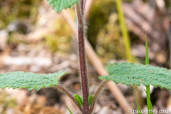 plant stem that is square and hairy.