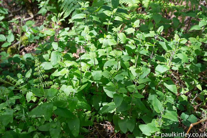 a group of forest floor plants in the UK growing in a sunny spot