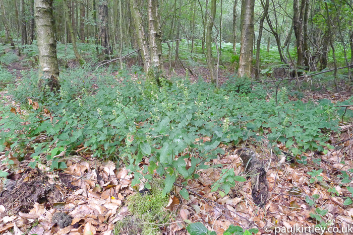 A colony of wood sage plants in mixed deciduous forest understorey on dry ground with dry leaves