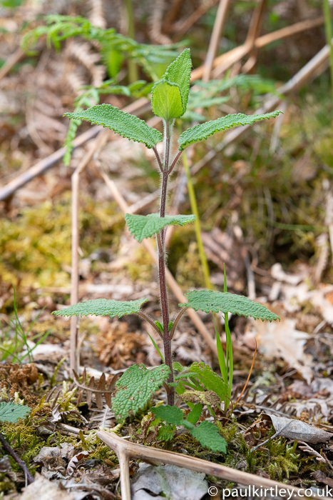 small wood sage plant in forest