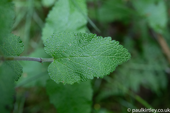 Crinkly green leaf British woodland 