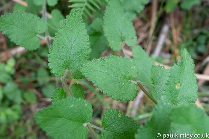 crinkly short-stemmed leaves on herbaceous plant UK